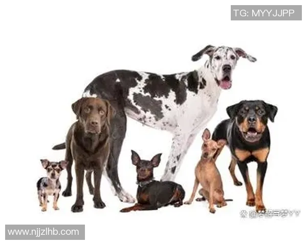 驯养足球狗的秘诀与技巧让你的爱犬成为场上明星